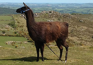 Blackjack The Llama