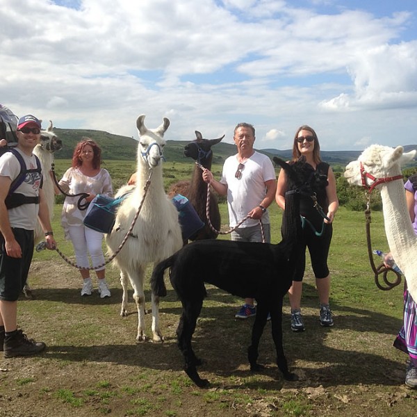 Large Group Llama Walks on Dartmoor