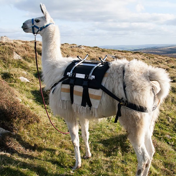 Handsome Polo on a Walk