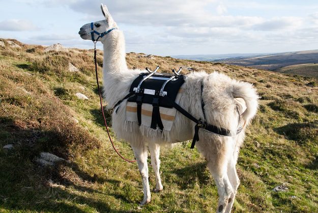 Handsome Polo on a Walk
