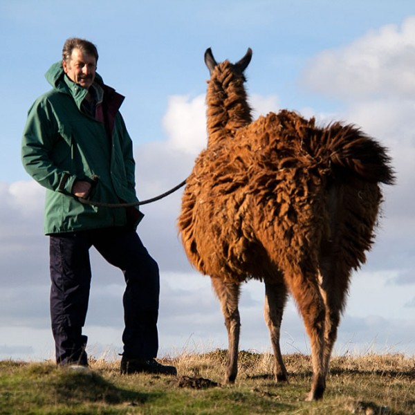 Llama on Lead