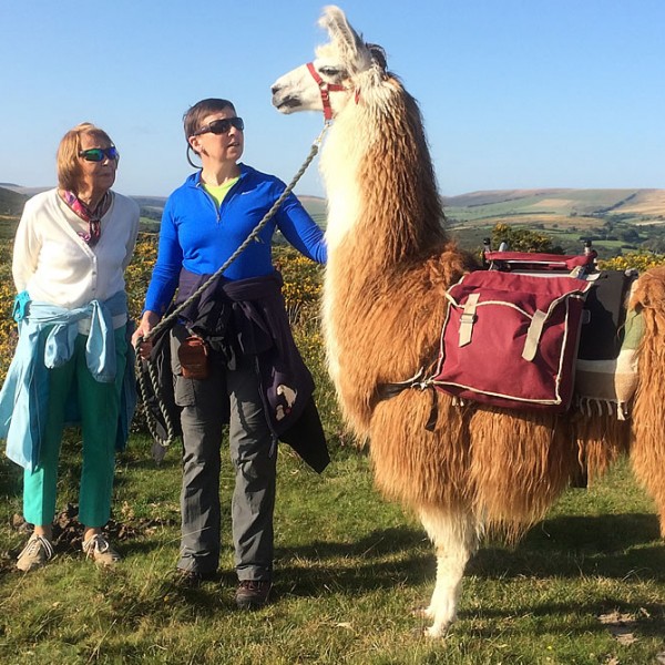 Llamas Ready For Walk