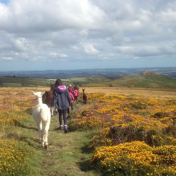 Llama Walks on Dartmoor