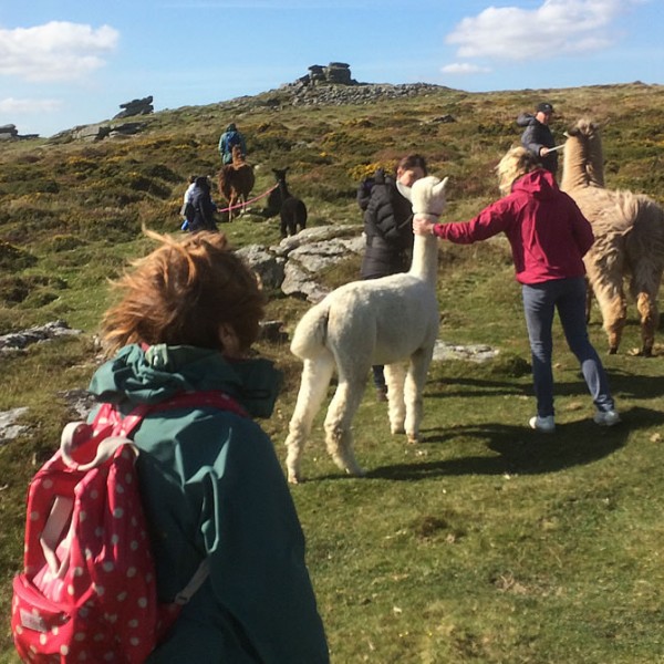 Group Llama Walks