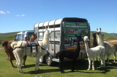 Llama Walks on Dartmoor