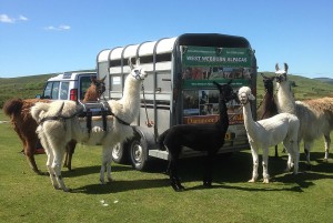 Llamas Ready For Walk