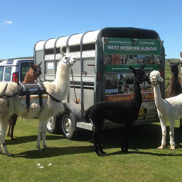 Llamas Ready For Walk