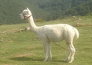 Logon The Alpaca