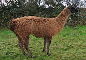 Merlin The Llama