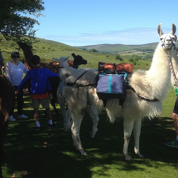 Group Llama Walking On Sunny Day