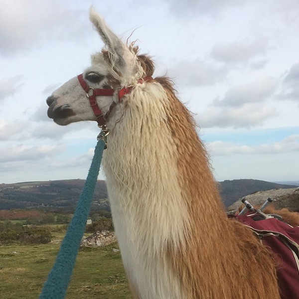 Handsome Llama Posing