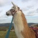 Handsome Llama Posing