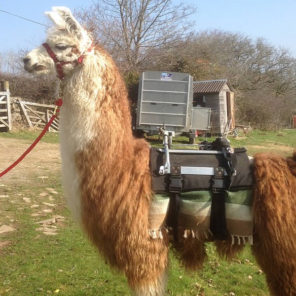 Ready For a Walk on Dartmore