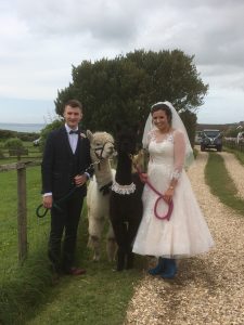 Llamas at wedding