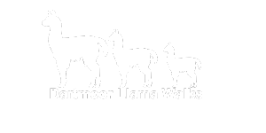 Dartmoor Llama Walks